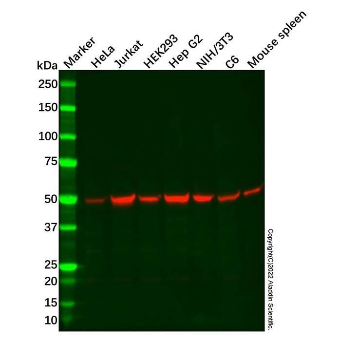 Recombinant RBBP4 Antibody -    by Aladdin Scientific