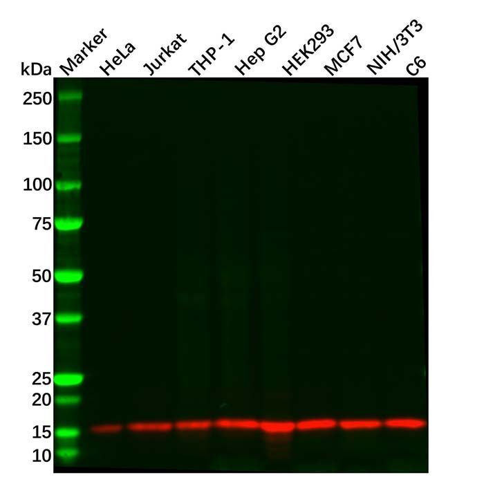 Recombinant RBX1 Antibody -    by Aladdin Scientific