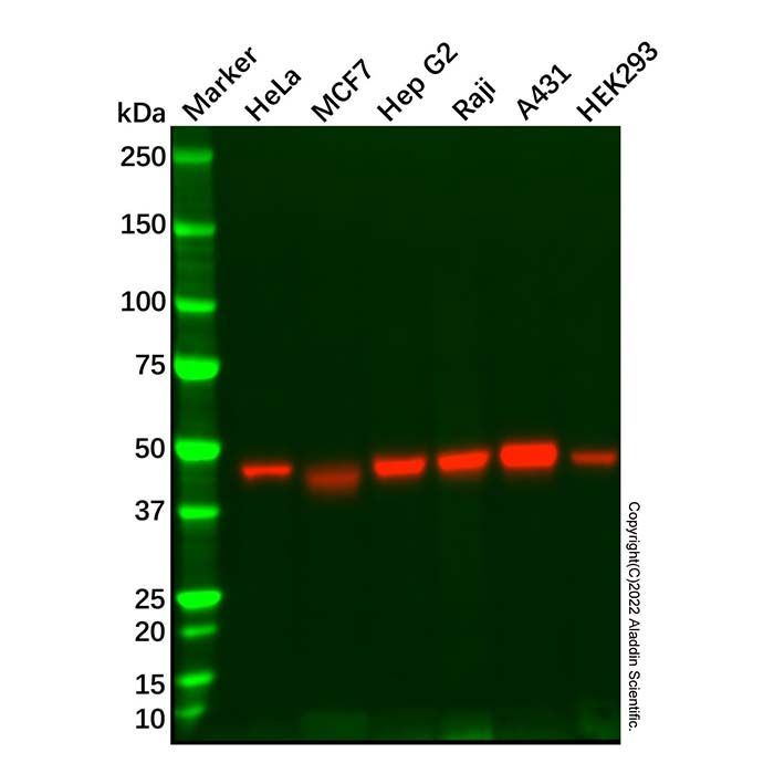 Recombinant RCC1 Antibody -    by Aladdin Scientific