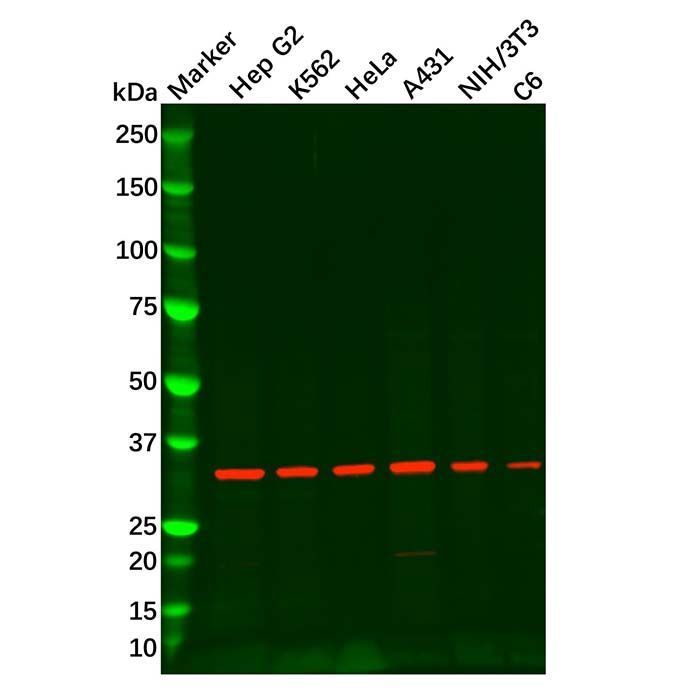 Recombinant REA Antibody -    by Aladdin Scientific