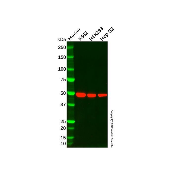 Recombinant Renin Antibody -    by Aladdin Scientific