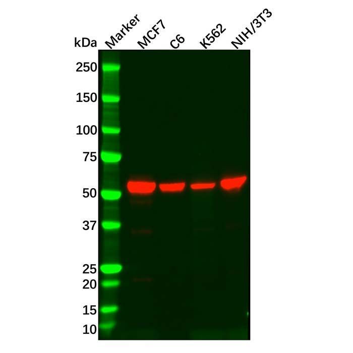 Recombinant RXRA Antibody -    by Aladdin Scientific