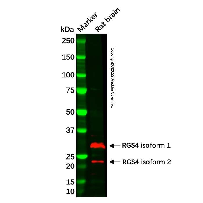 RGS4 Antibody -    by Aladdin Scientific