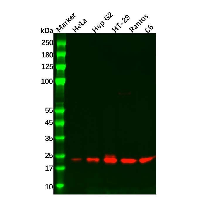 Recombinant RHEB Antibody -    by Aladdin Scientific