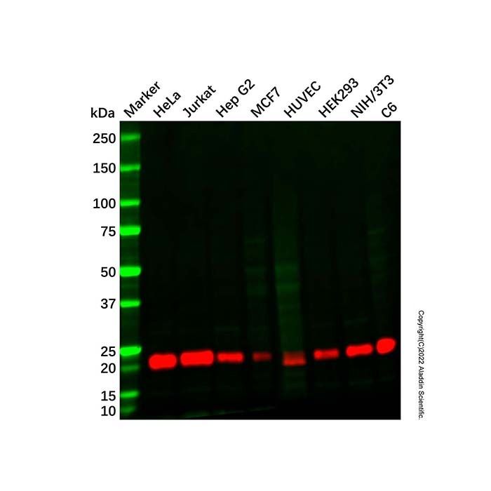 Recombinant RhoA Antibody -    by Aladdin Scientific