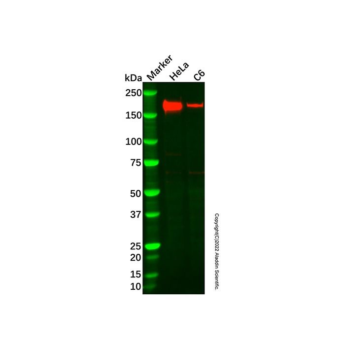 Recombinant RhoGAP Antibody -    by Aladdin Scientific