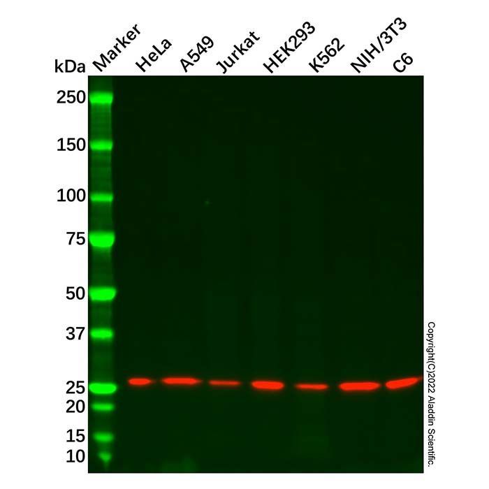 Recombinant RhoGDI Antibody -    by Aladdin Scientific