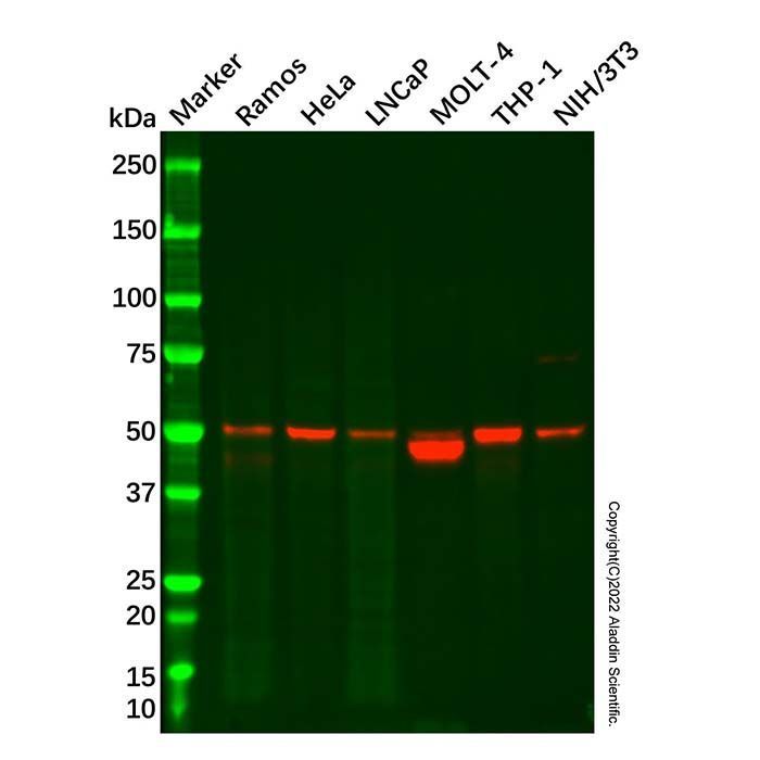 Recombinant RING1 Antibody -    by Aladdin Scientific