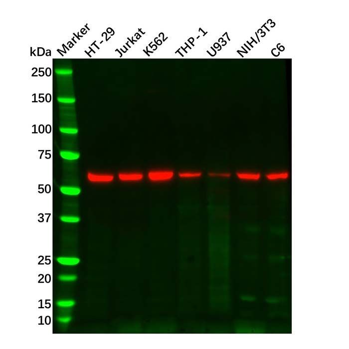 RIP3 Mouse mAb - by Aladdin Scientific