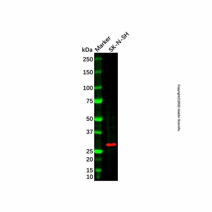 RND3 Antibody -    by Aladdin Scientific