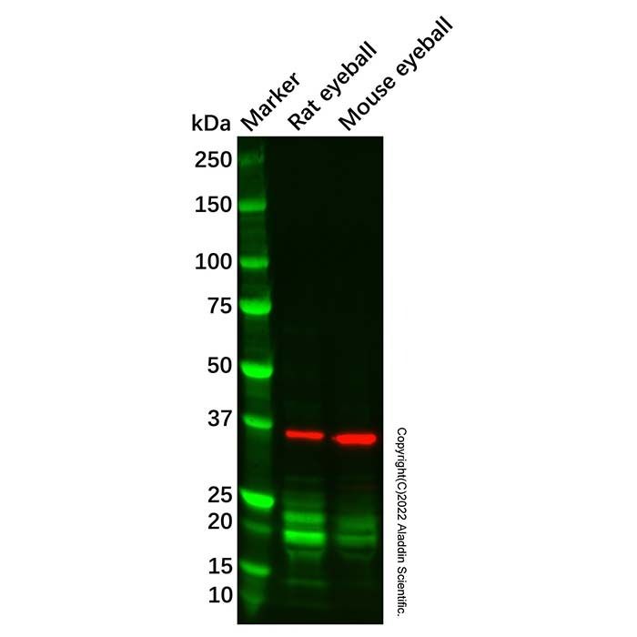 ROM1 Antibody -    by Aladdin Scientific