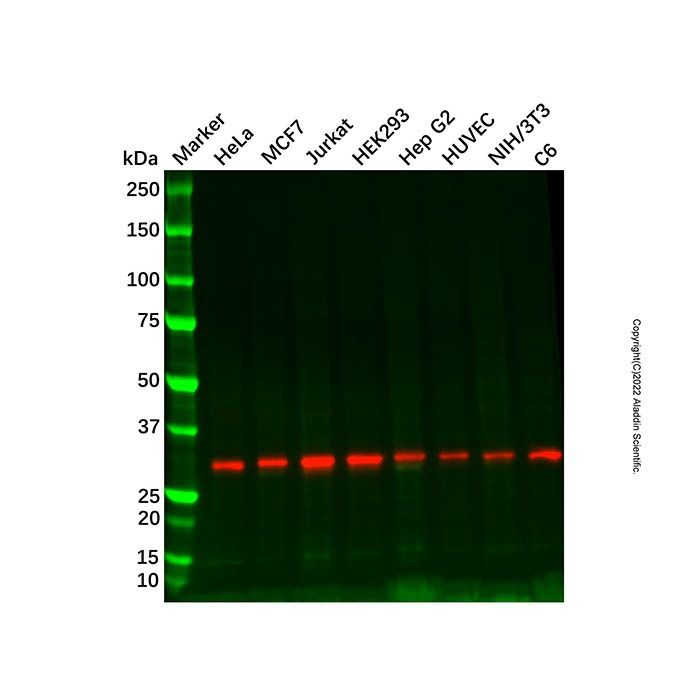 Recombinant RPA32/RPA2 Antibody -    by Aladdin Scientific