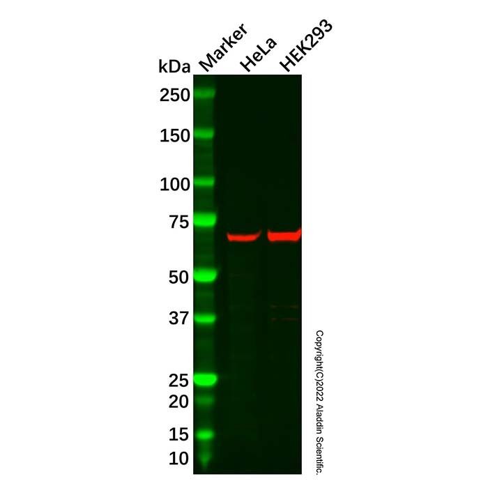 RPA70 Mouse mAb -    by Aladdin Scientific
