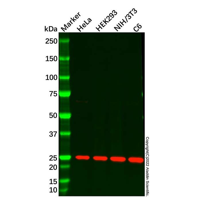 RPL10 Antibody -    by Aladdin Scientific