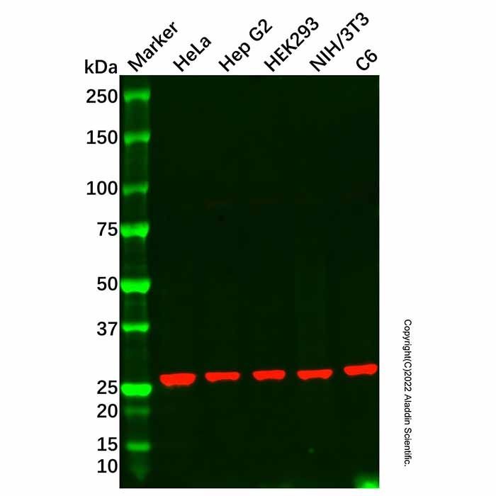 RPL10A Antibody -    by Aladdin Scientific