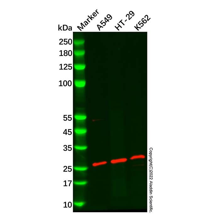 RPL13A Antibody -    by Aladdin Scientific