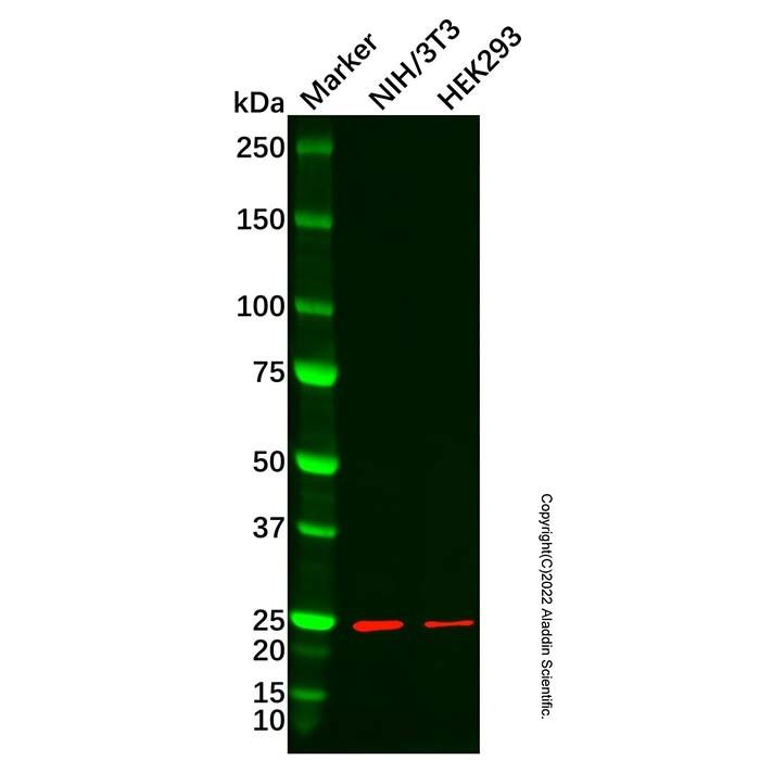 RPL18 Antibody -    by Aladdin Scientific