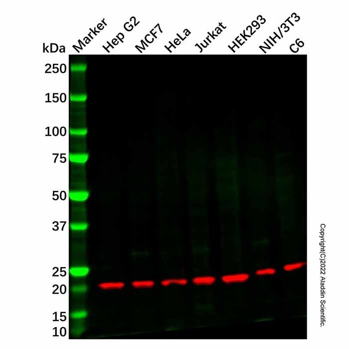 Recombinant RPL26L1 Antibody -    by Aladdin Scientific