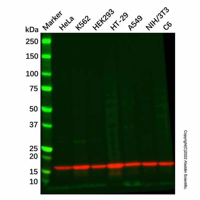 Recombinant RPS19 Antibody -    by Aladdin Scientific