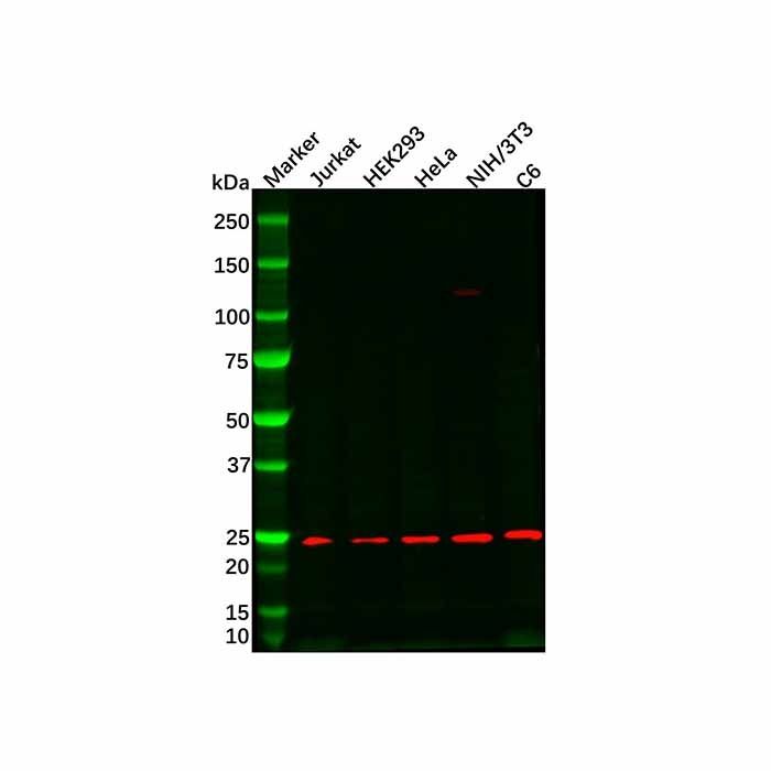 RPS9 Antibody -    by Aladdin Scientific