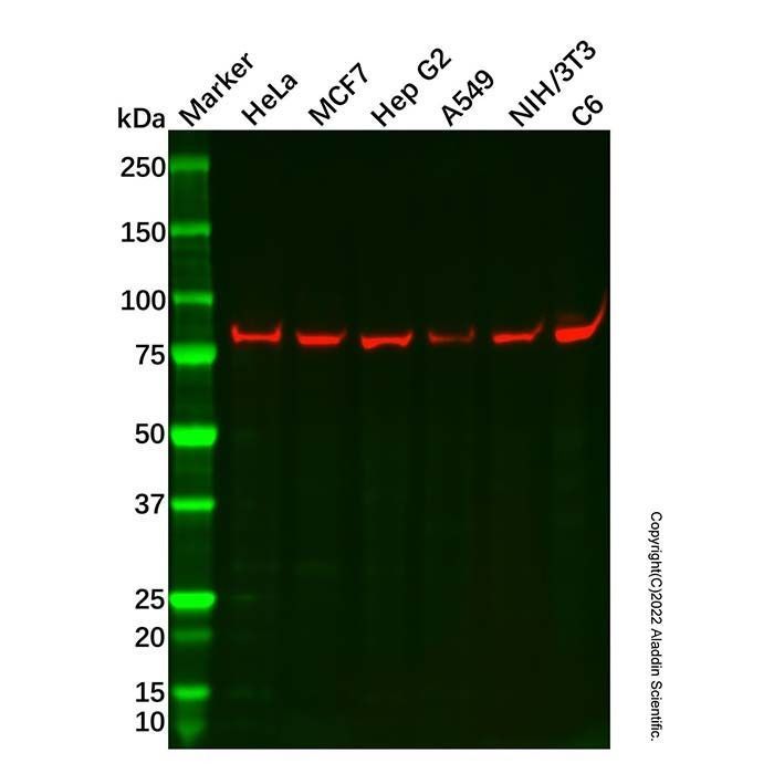 Recombinant rSec6 Antibody -    by Aladdin Scientific