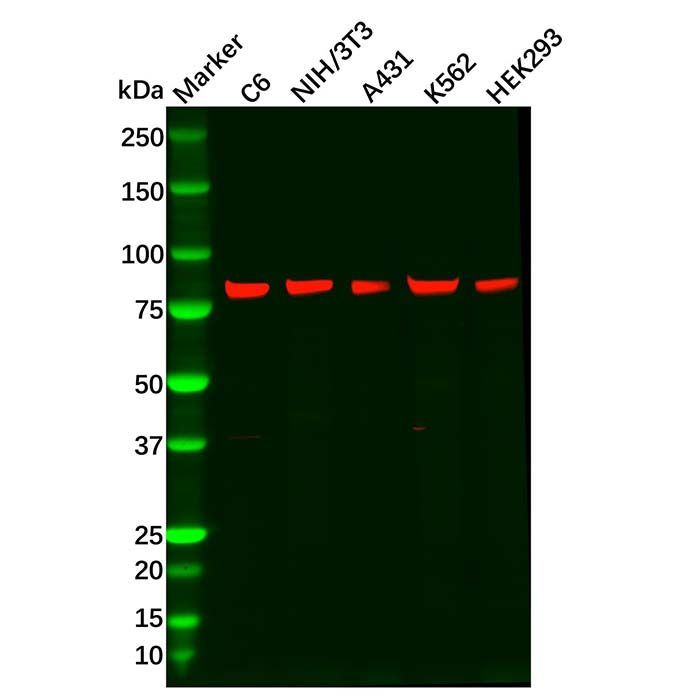 Recombinant RSK3 Antibody -    by Aladdin Scientific