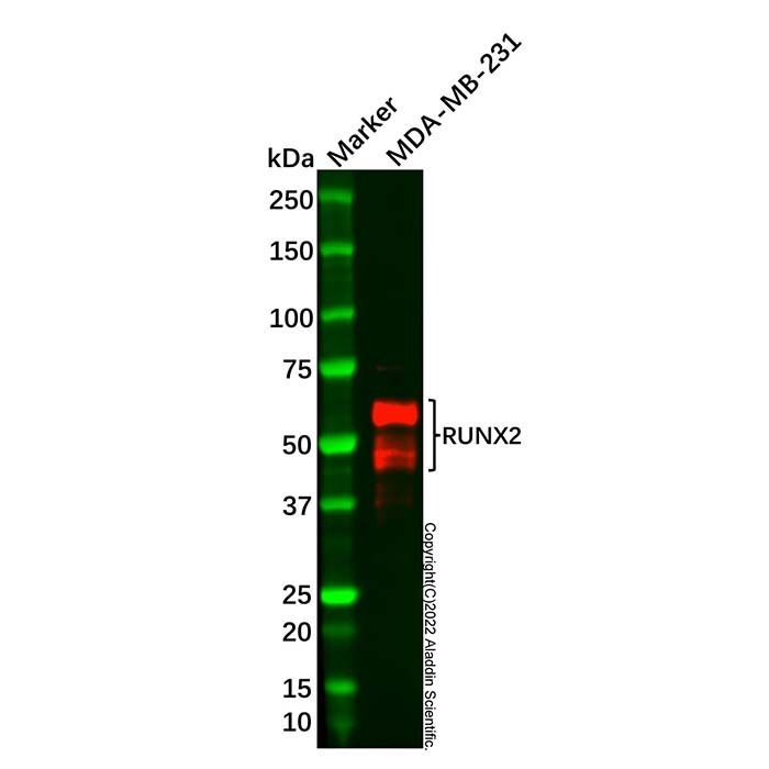 Recombinant RUNX2 Antibody -    by Aladdin Scientific