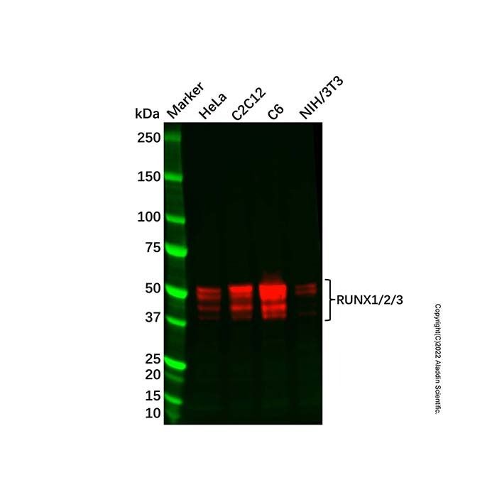 Recombinant RUNX1/2/3 Antibody -    by Aladdin Scientific