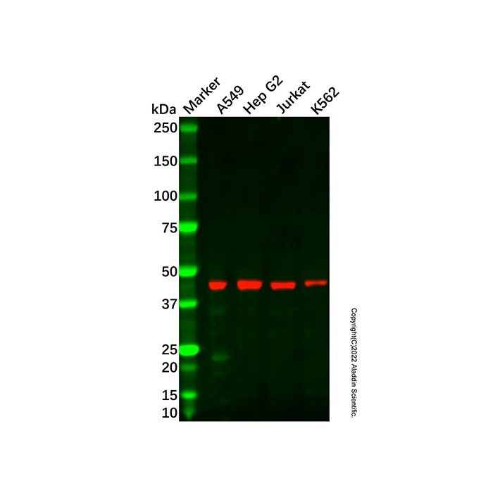 Recombinant SAHH Antibody -    by Aladdin Scientific