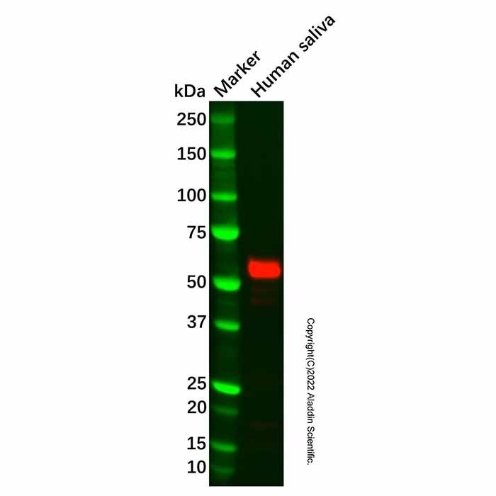Recombinant Salivary alpha amylase Antibody -    by Aladdin Scientific
