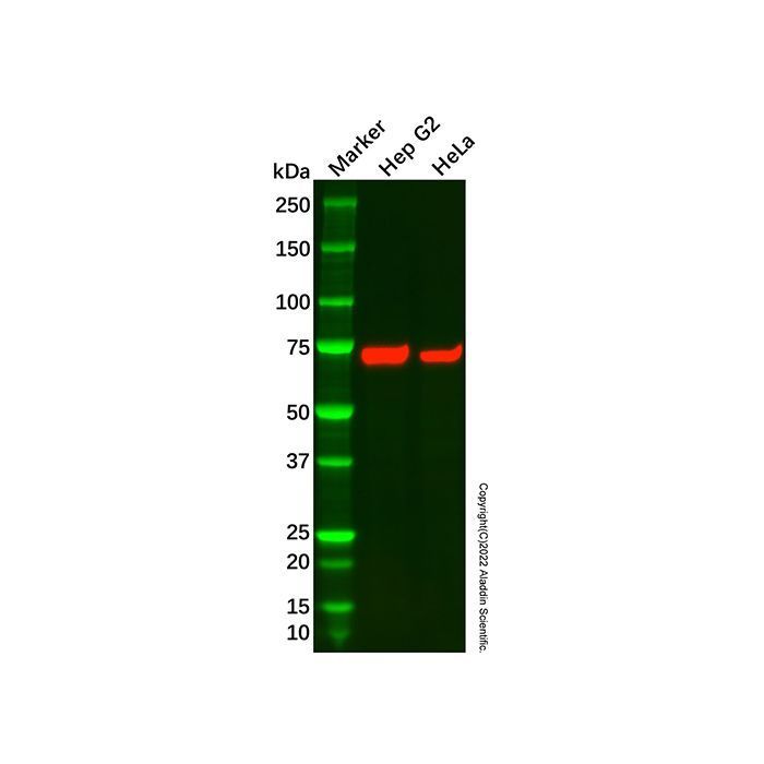 Recombinant SAMHD1 Antibody -    by Aladdin Scientific