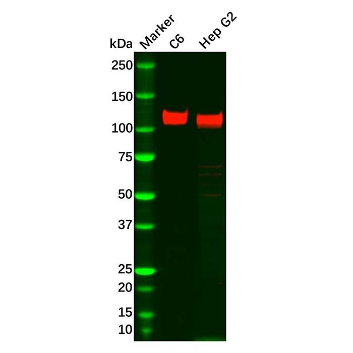 Recombinant SAP97 Antibody -    by Aladdin Scientific