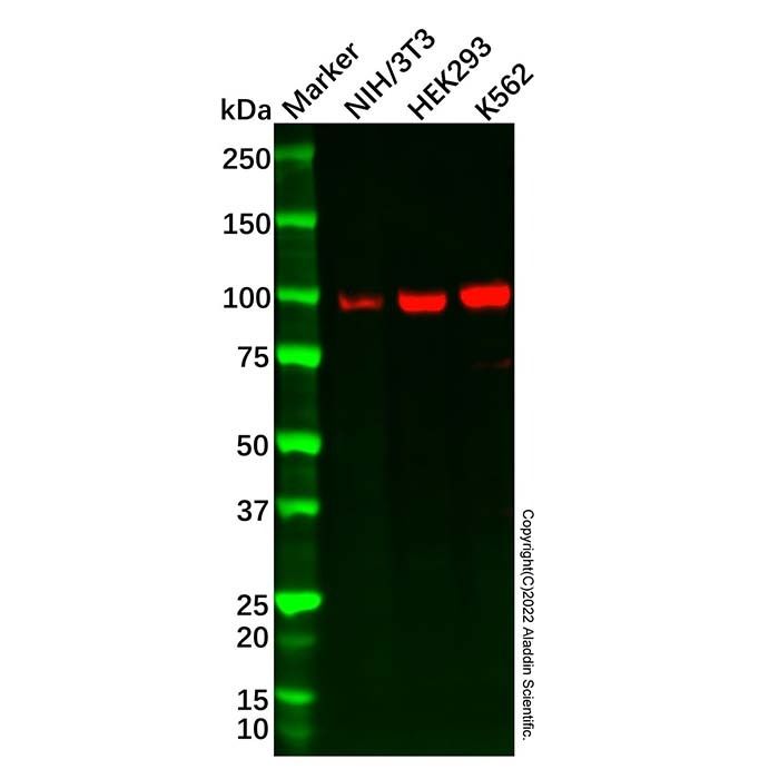 Recombinant SATB2 Antibody -    by Aladdin Scientific