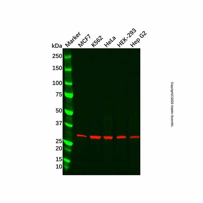 Recombinant SC35 Antibody -    by Aladdin Scientific