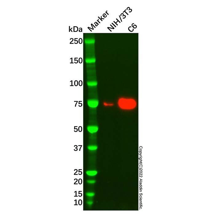 Recombinant SCAI Antibody -    by Aladdin Scientific