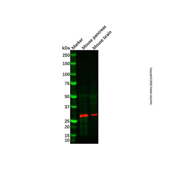 Recombinant SCGN/Secretagogin Antibody -    by Aladdin Scientific