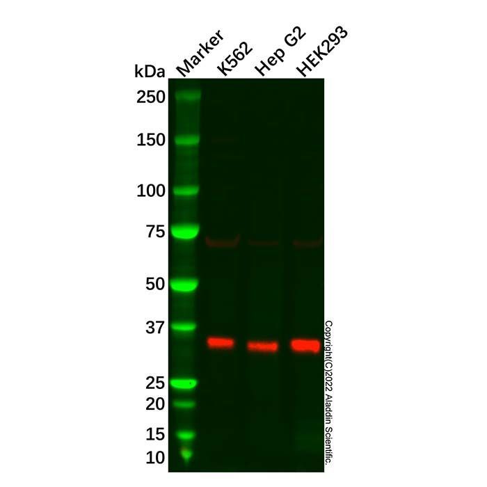 Scramblase 1 Antibody -    by Aladdin Scientific