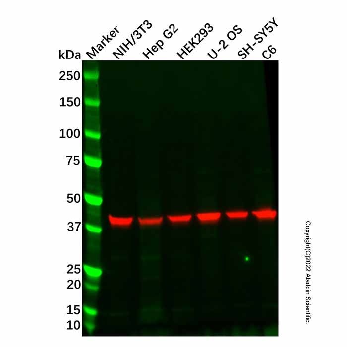 SCRN1 Antibody -    by Aladdin Scientific