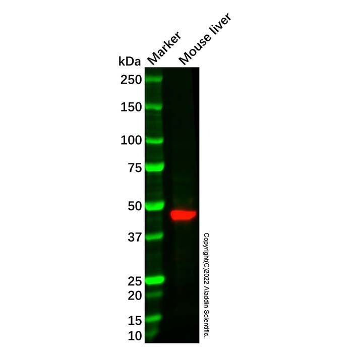 Recombinant SEC14L2/TAP Antibody -    by Aladdin Scientific