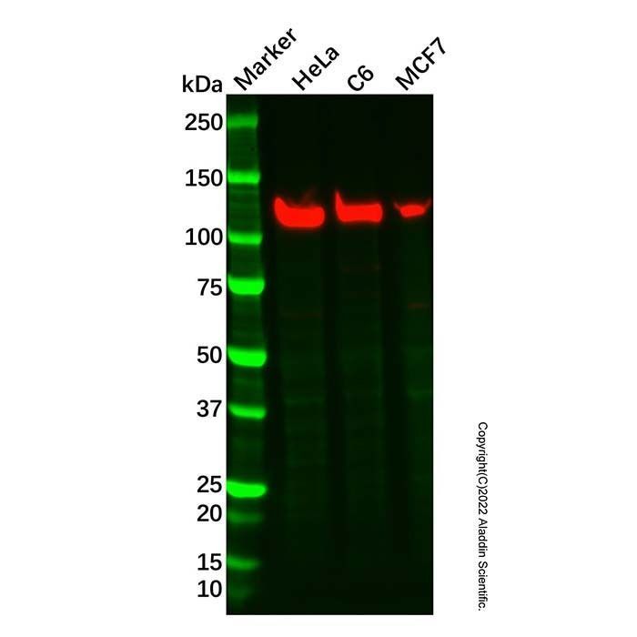 Recombinant SEC24D Antibody -    by Aladdin Scientific