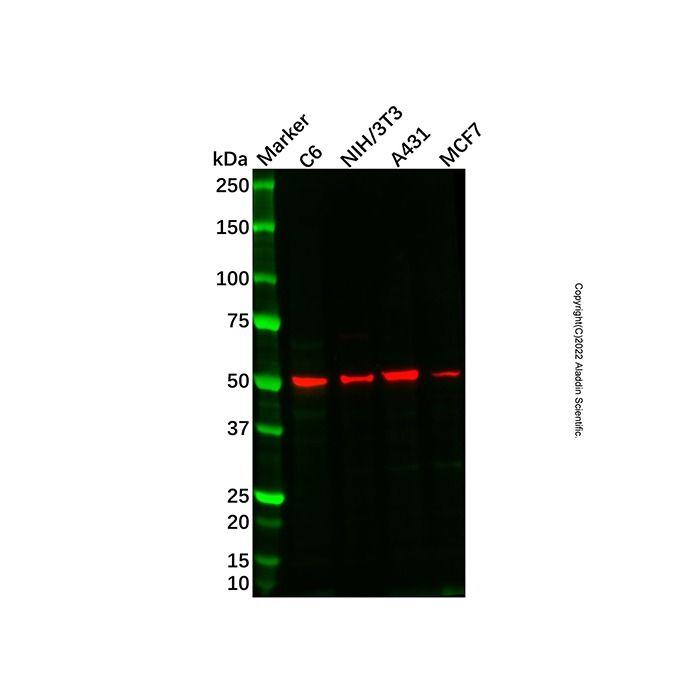 Recombinant SEC62 Antibody -    by Aladdin Scientific
