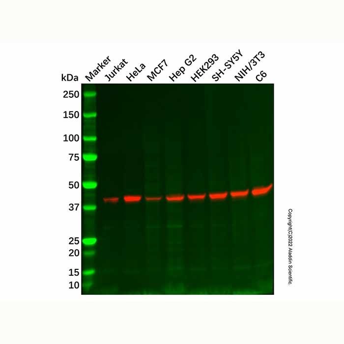Recombinant Septin 2 Antibody -    by Aladdin Scientific