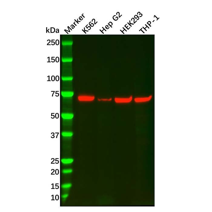 Recombinant SESN1 Antibody -    by Aladdin Scientific