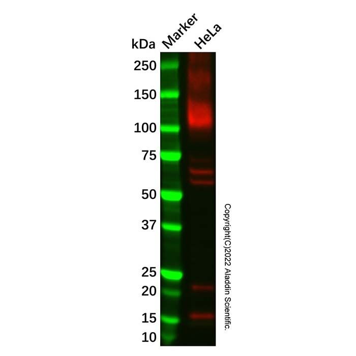 Recombinant SF3B3 Antibody -    by Aladdin Scientific