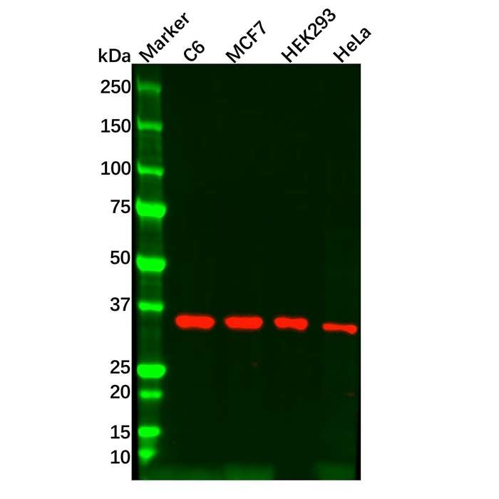 SFRP4 Mouse mAb - by Aladdin Scientific
