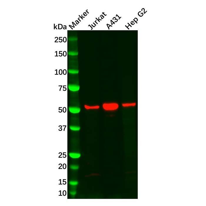 SGK1 Antibody -    by Aladdin Scientific