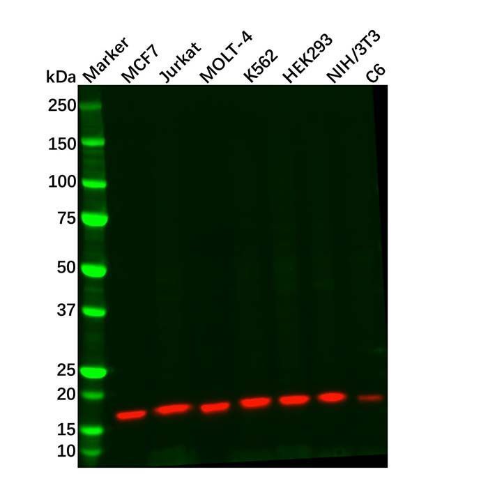 Recombinant SH2D1A/SAP Antibody -    by Aladdin Scientific