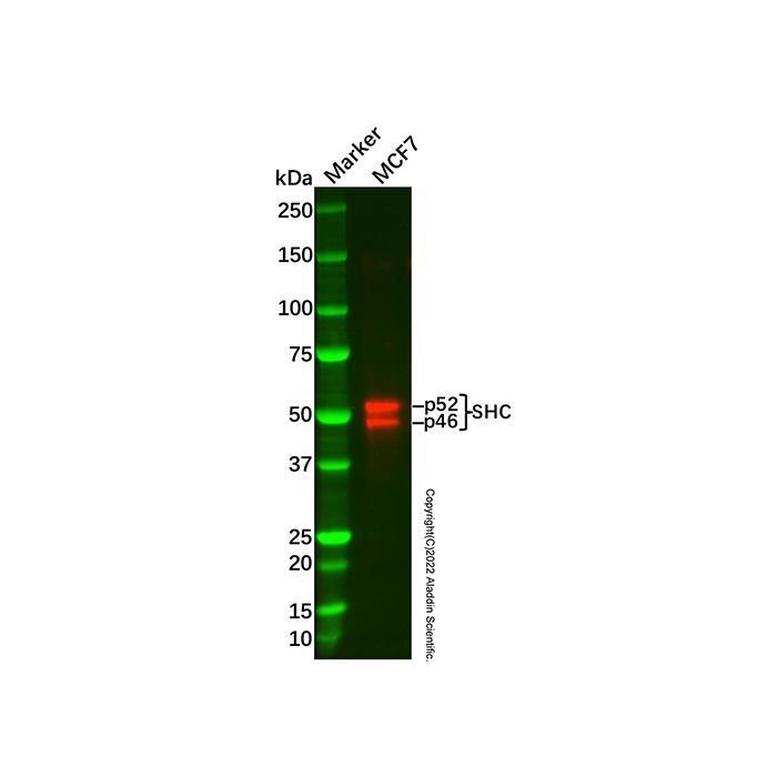 Recombinant SHC Antibody -    by Aladdin Scientific