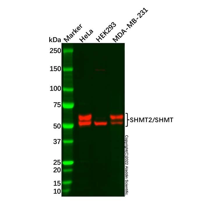 SHMT2/SHMT Antibody -    by Aladdin Scientific