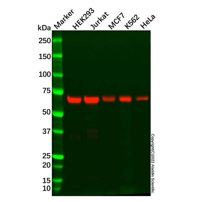 Recombinant SHP2 Antibody -    by Aladdin Scientific